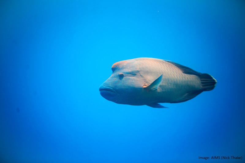 A large humphead maori wrasee against a blue underwater background