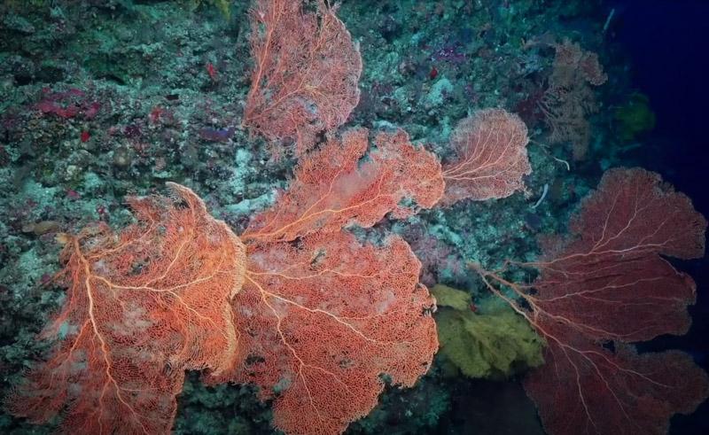 fan corals on a deep reef