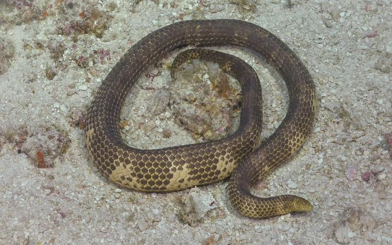 seasnake on sand underwater