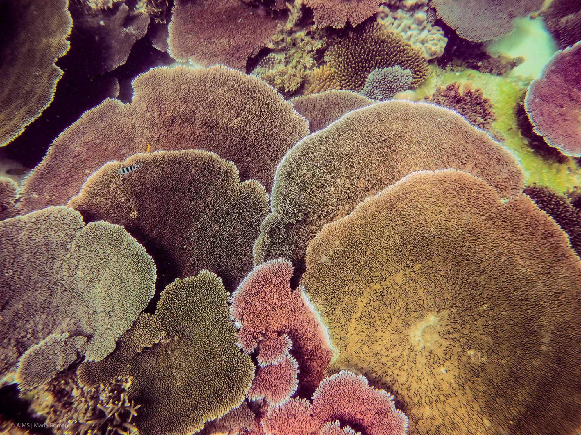 Table corals