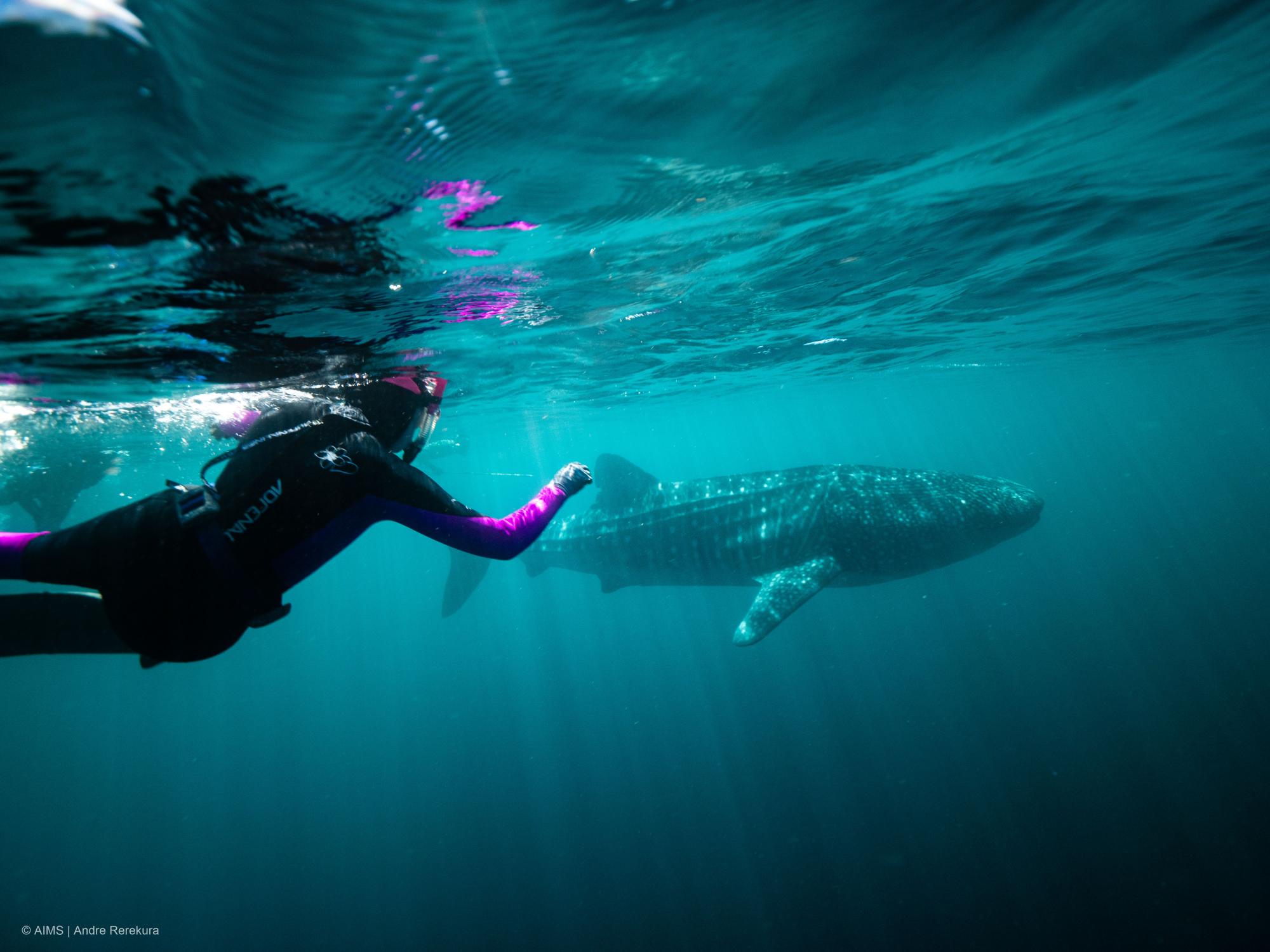 Whale Shark