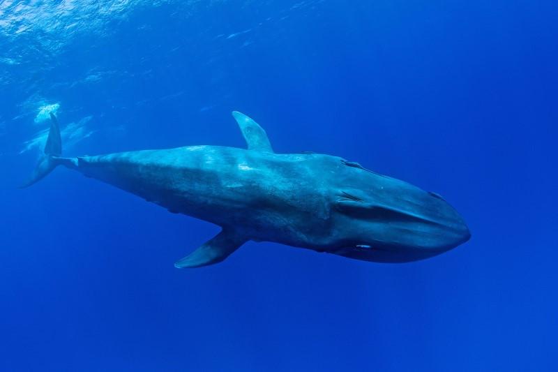 a whale underwater in clear water