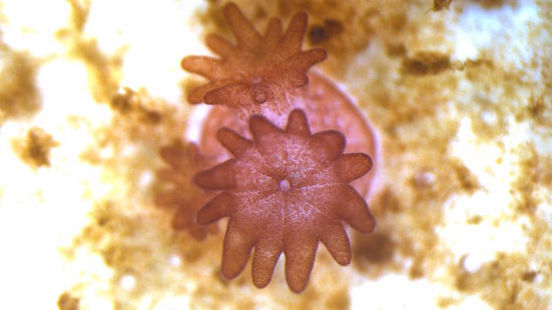 A small coral polyp taken from under a microscope.
