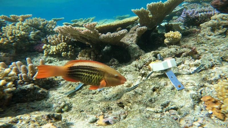 parrotfish on reef with coral seeding devices in background