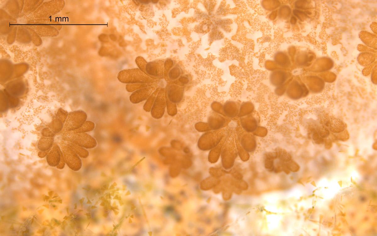small polyps with zooxanthellae