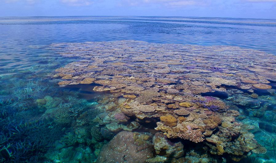 Coral reef from surface