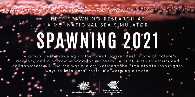 reef spawning research in the AIMS National Sea Simulator in 2021