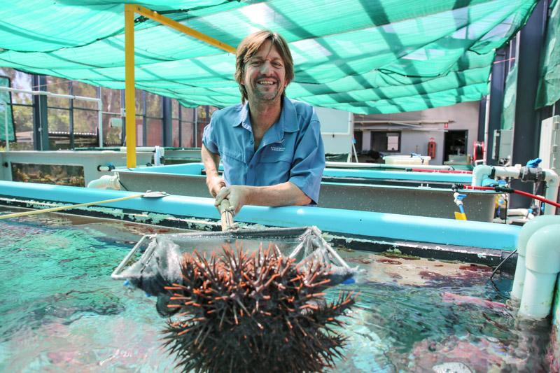 researchers holding a pole with a net and starfish in it over a large tank of water