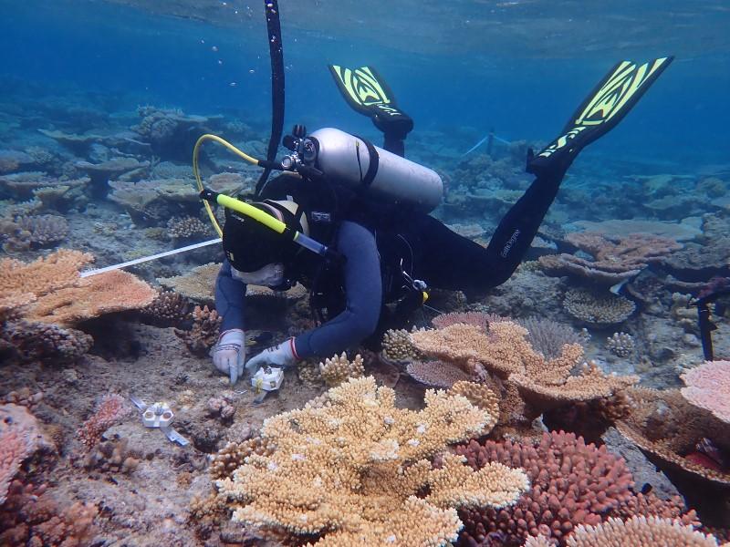 diver with device on coral reef