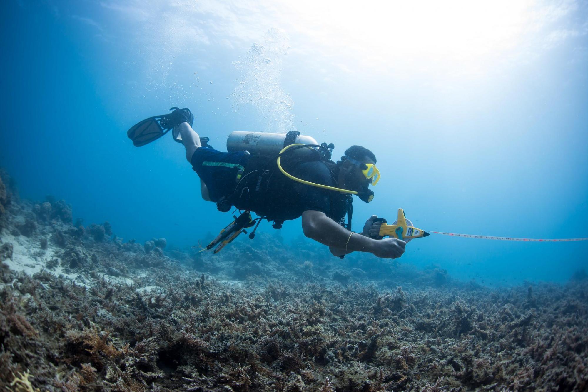 Diver monitoring reef