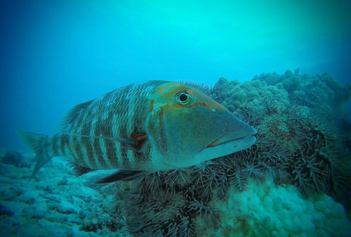 large fish in front of coral covered in starfish