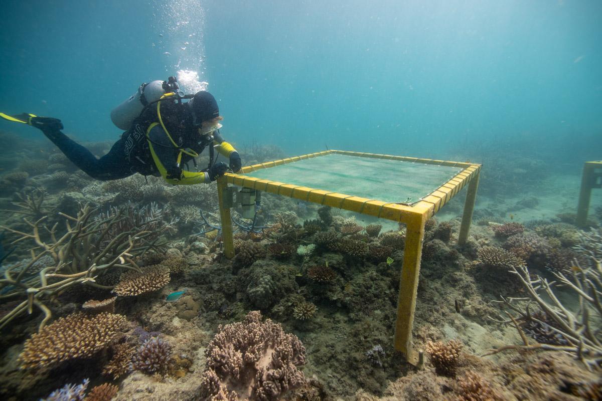 diver adjusting equipment on structure on coral reef