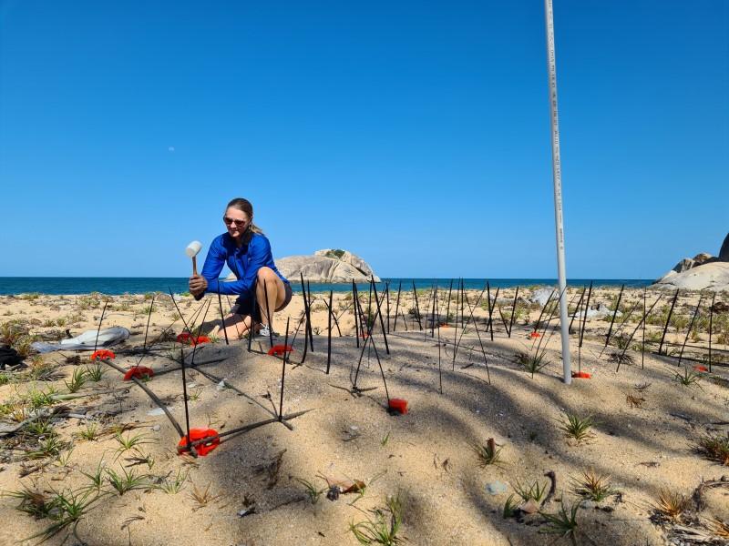 Person on beach with equipment to protect turtle nest