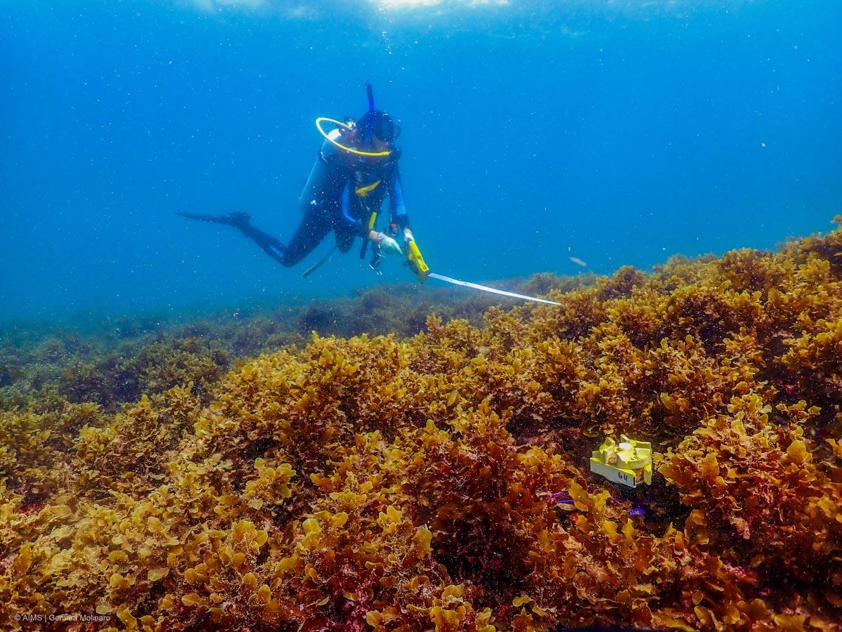 Diver above algae-covered reef with measuring tape. A coral seeding devices is seen in the foreground