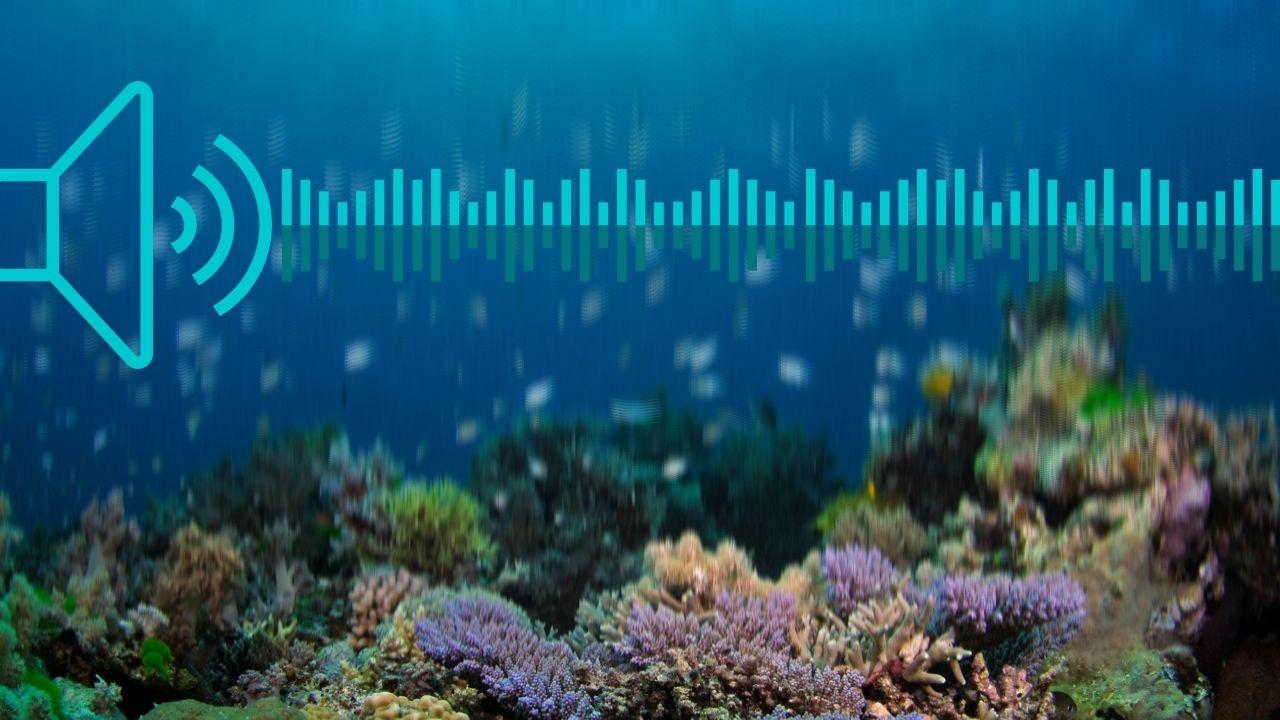 soundwave and speaker graphic over coral reef photo