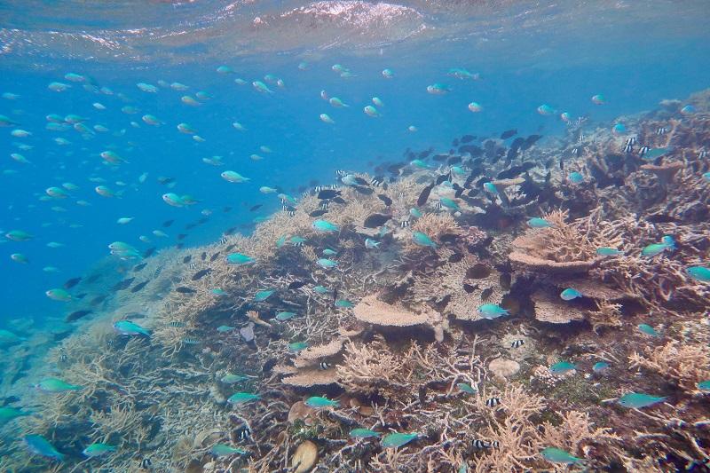 blue green chromis swim above coral reef