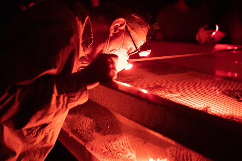 Researcher leans over coral about to spawn in a tank