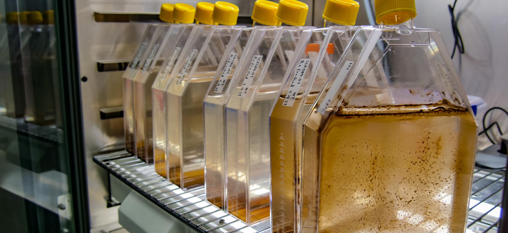 a row of flat transparent bottles with microalgae inside, with yellow lids