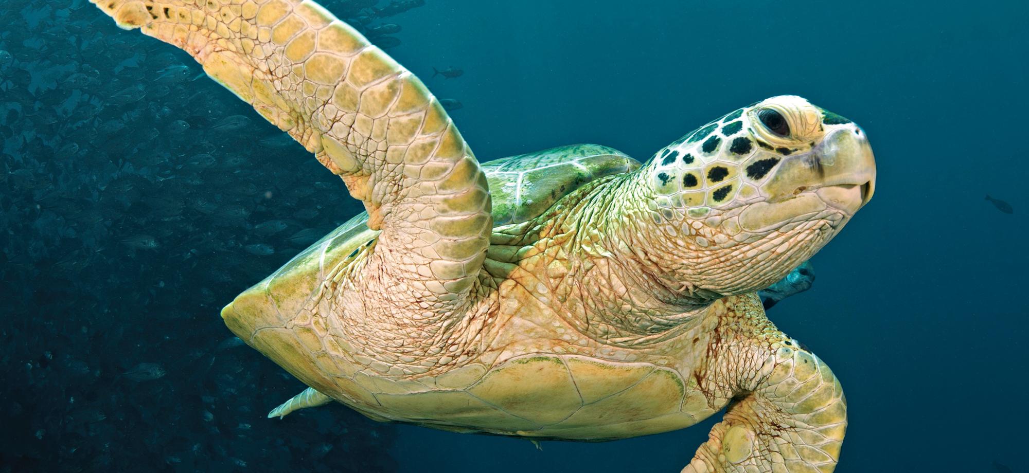 a green turtle