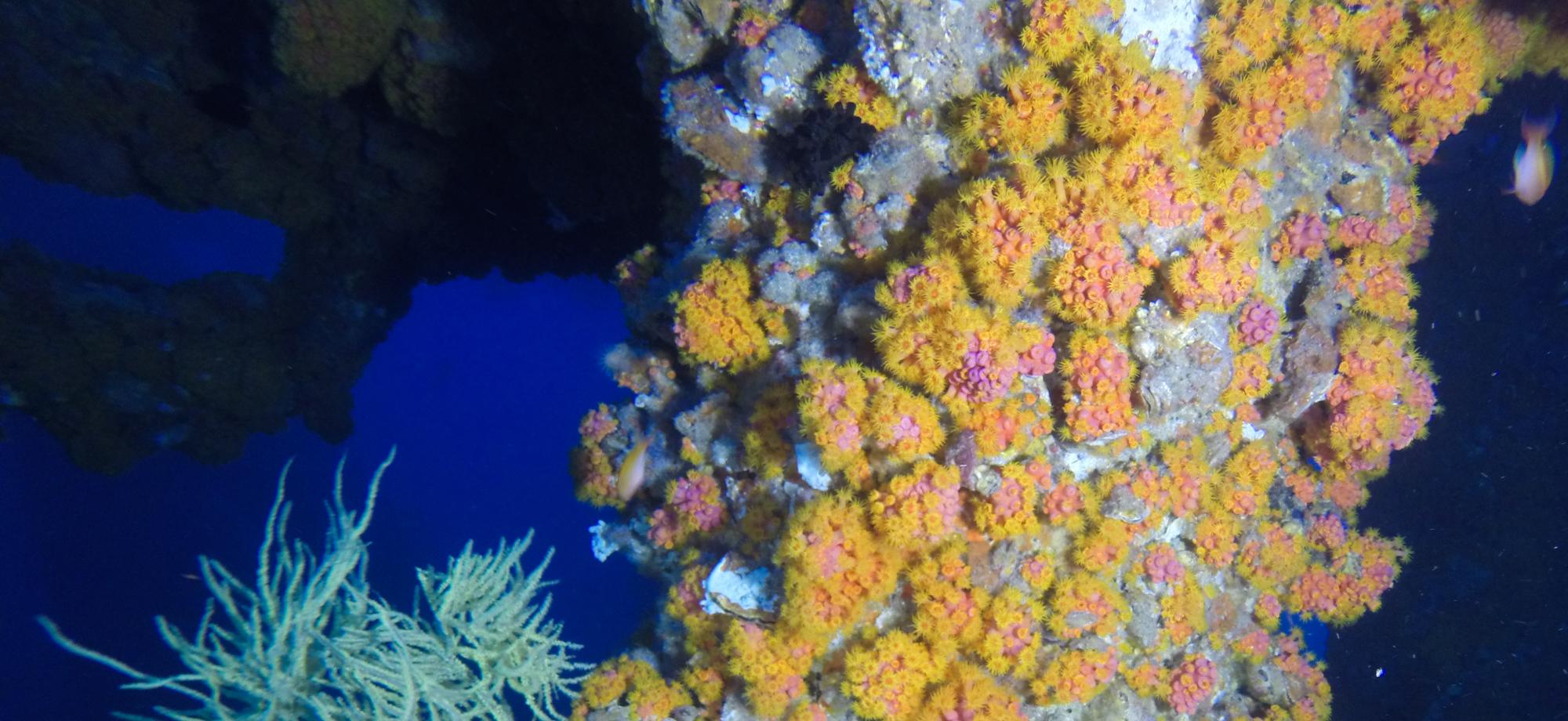 yellow daisy coral on a pylon underwater with some fish