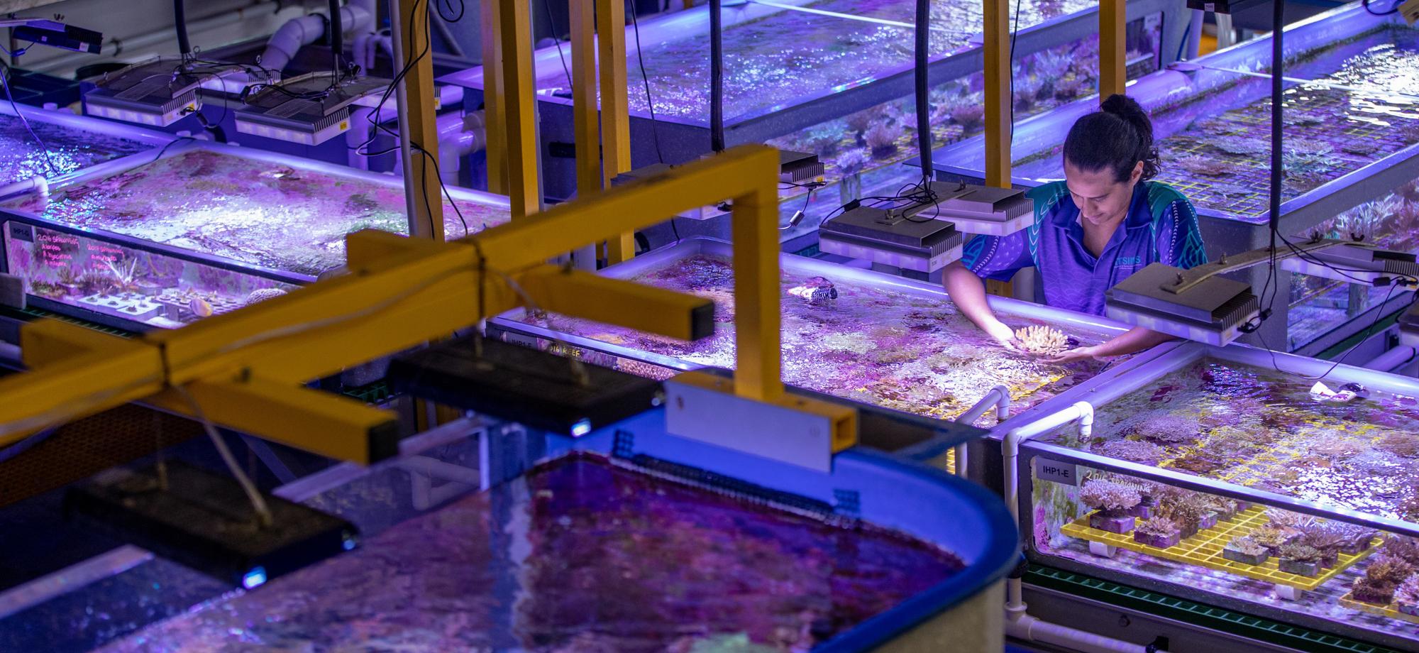 scientist surrounded by aquaria with lots of blue light