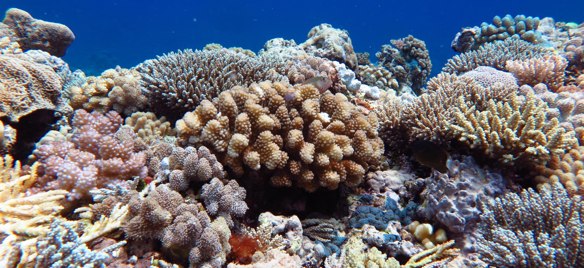 a section of reef with many different shaped corals