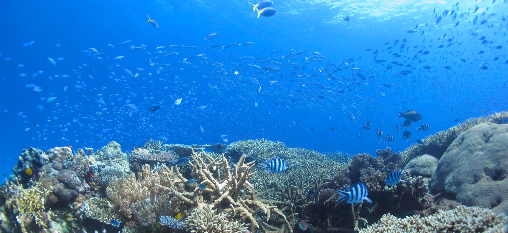 a coral reef with many fish with blue surface of water in background