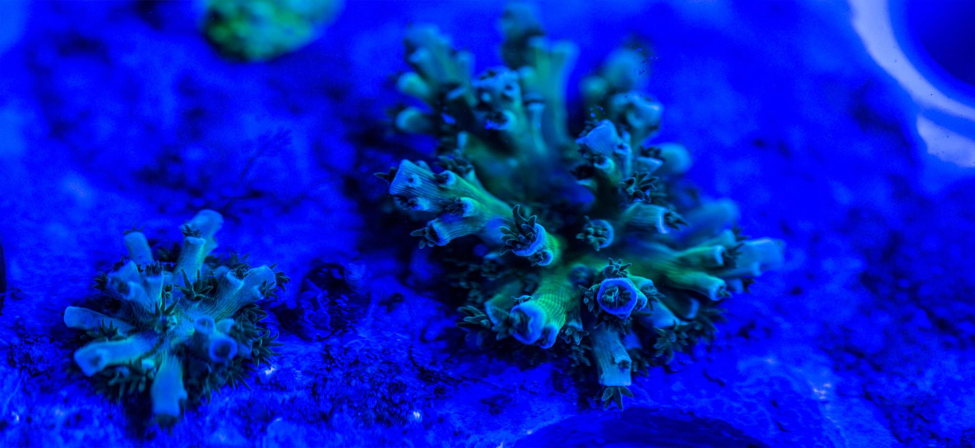close up of small coral in tank under blue light