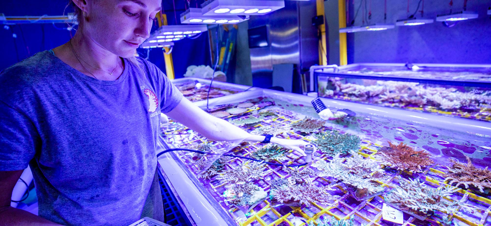 scientist at large tank with small corals
