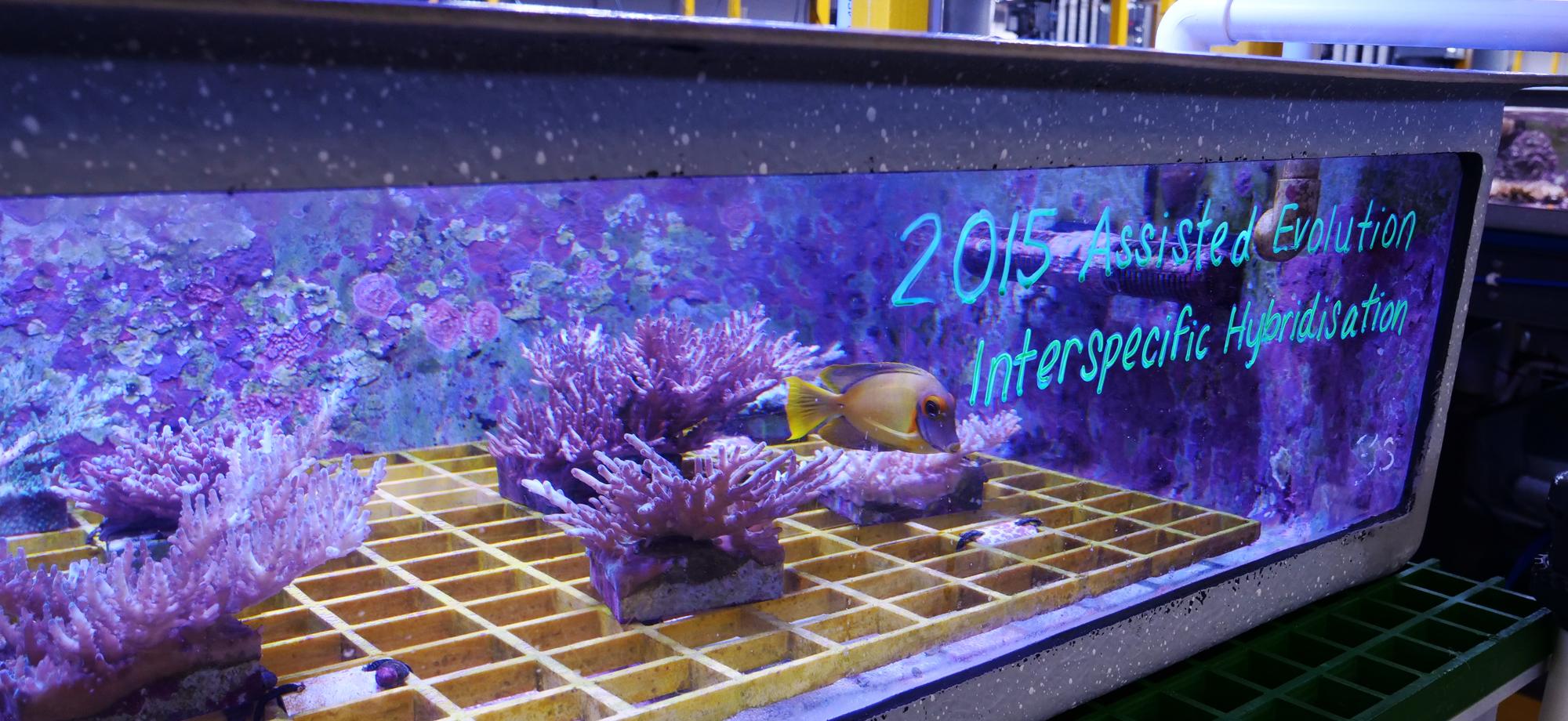 an aquaria with writing saying Assisted Evolution