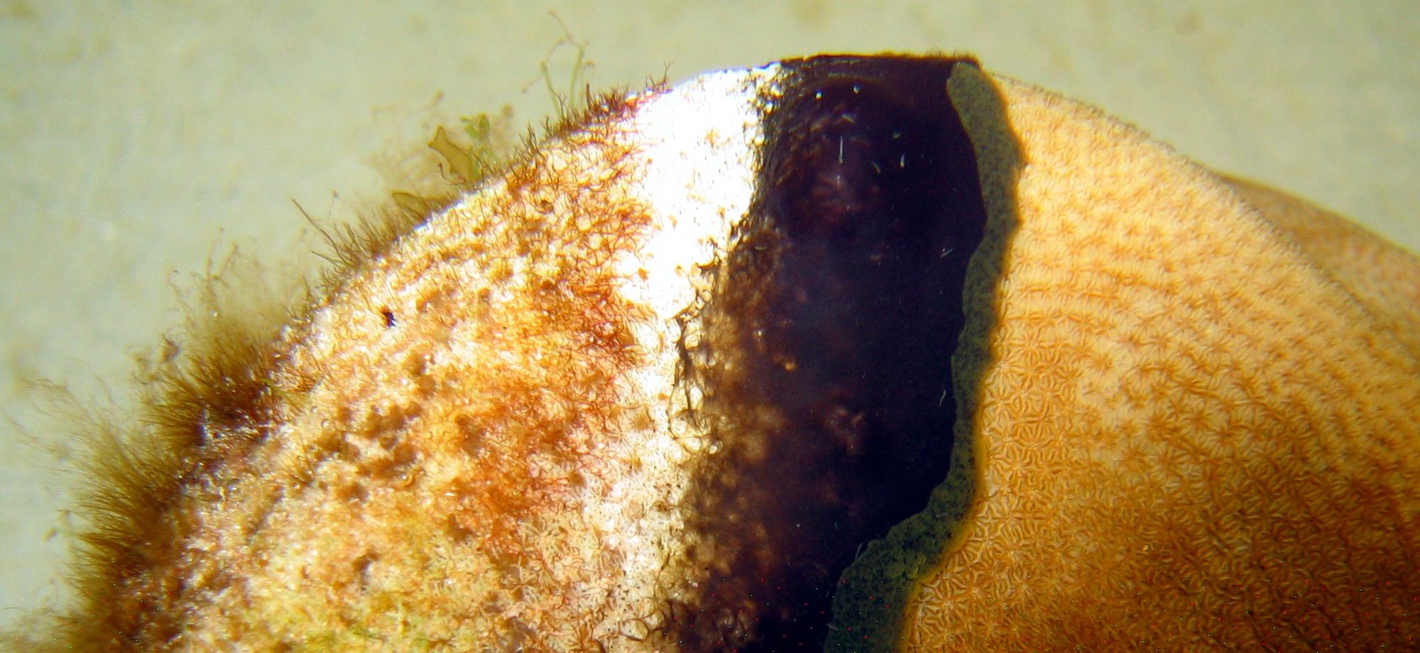 A small round coral with algae on one side and healthy tissue on the other, with a band of black diseased tissue in the middle
