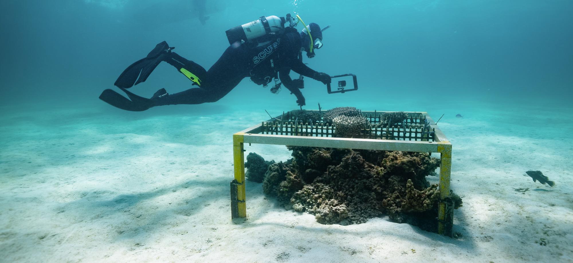 diver over underwater structure