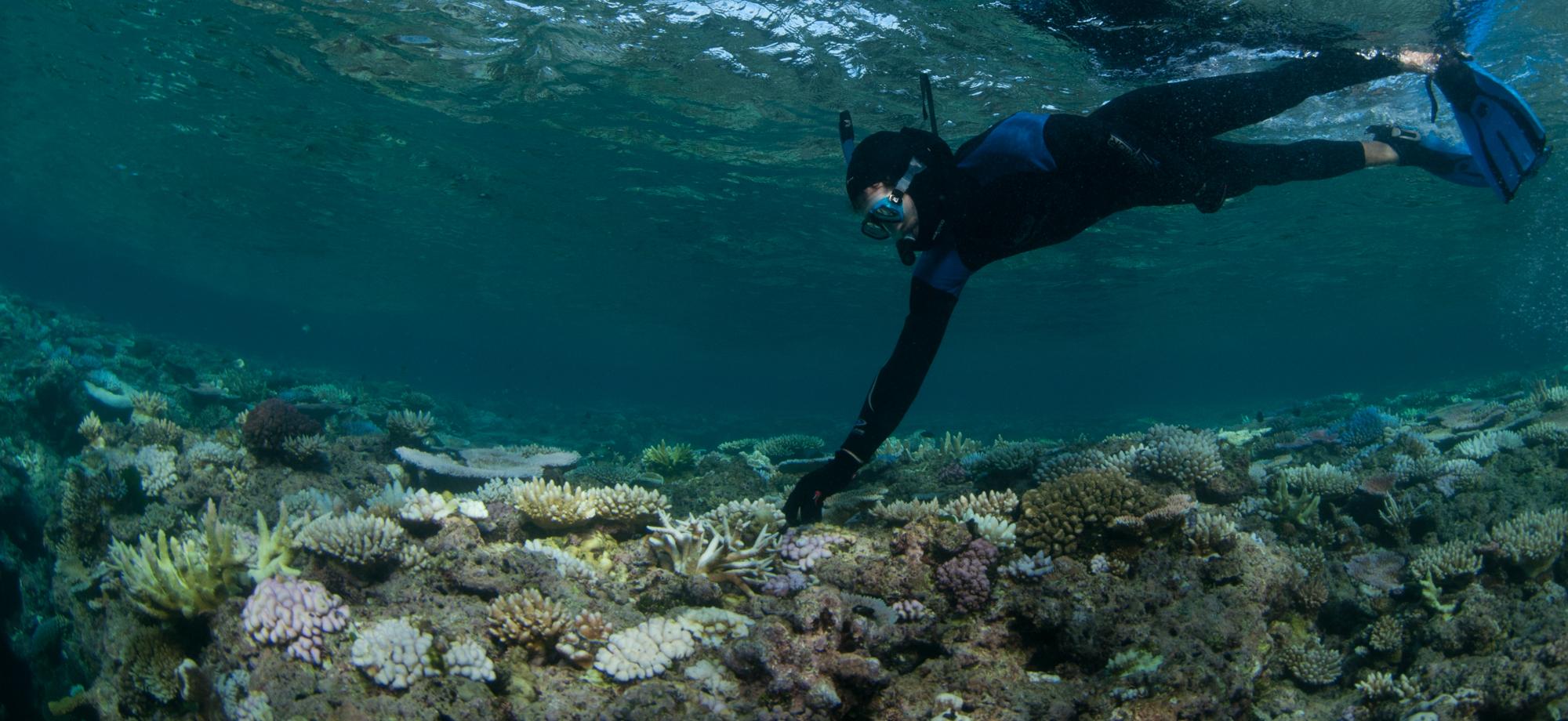 snorkeller over bleached corals