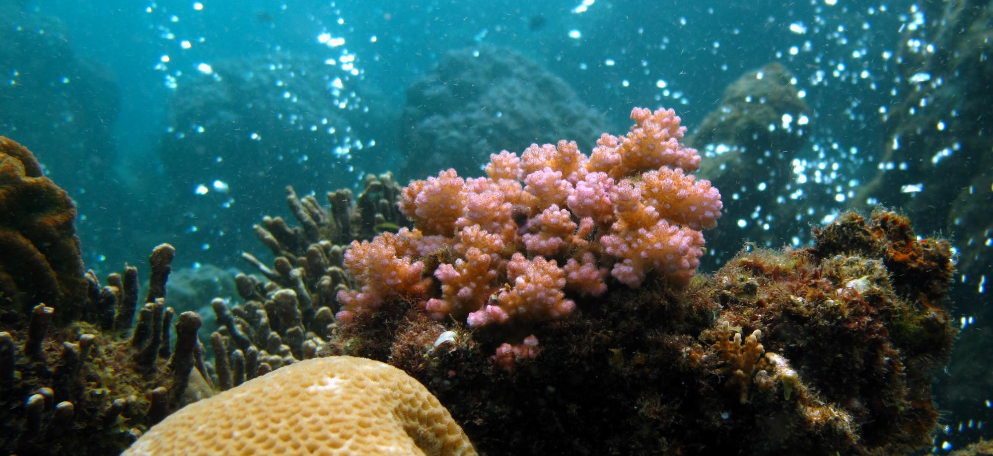 bubbles around a coral