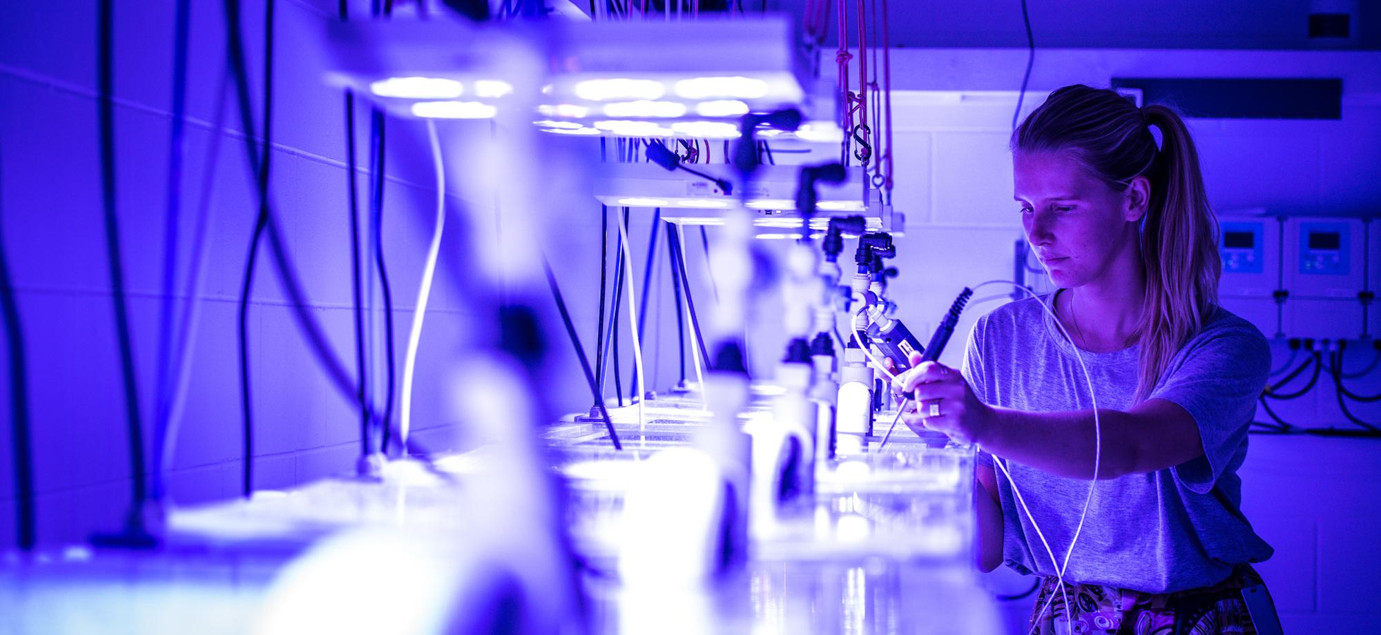 a woman checks the temperature of a row of aquariums with a probe.
