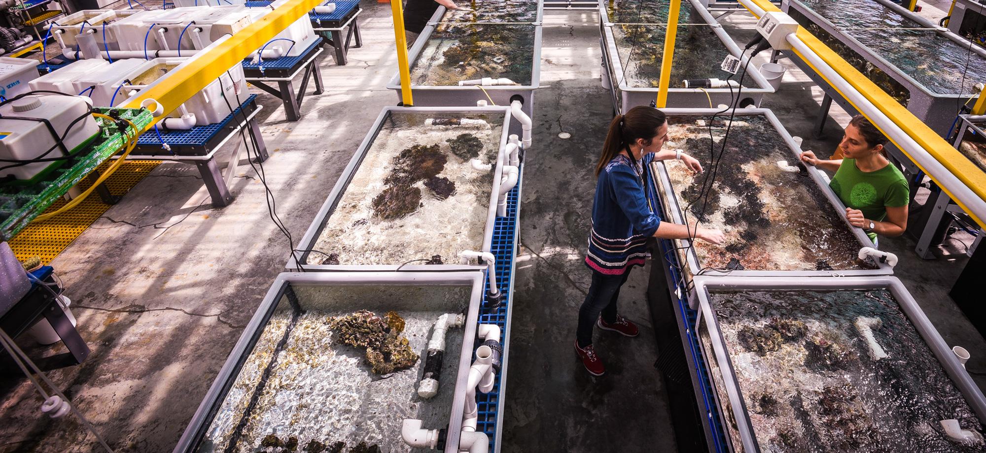 two scientists stand next to aquaria, surrounded by many more in an outdoor aquaria space