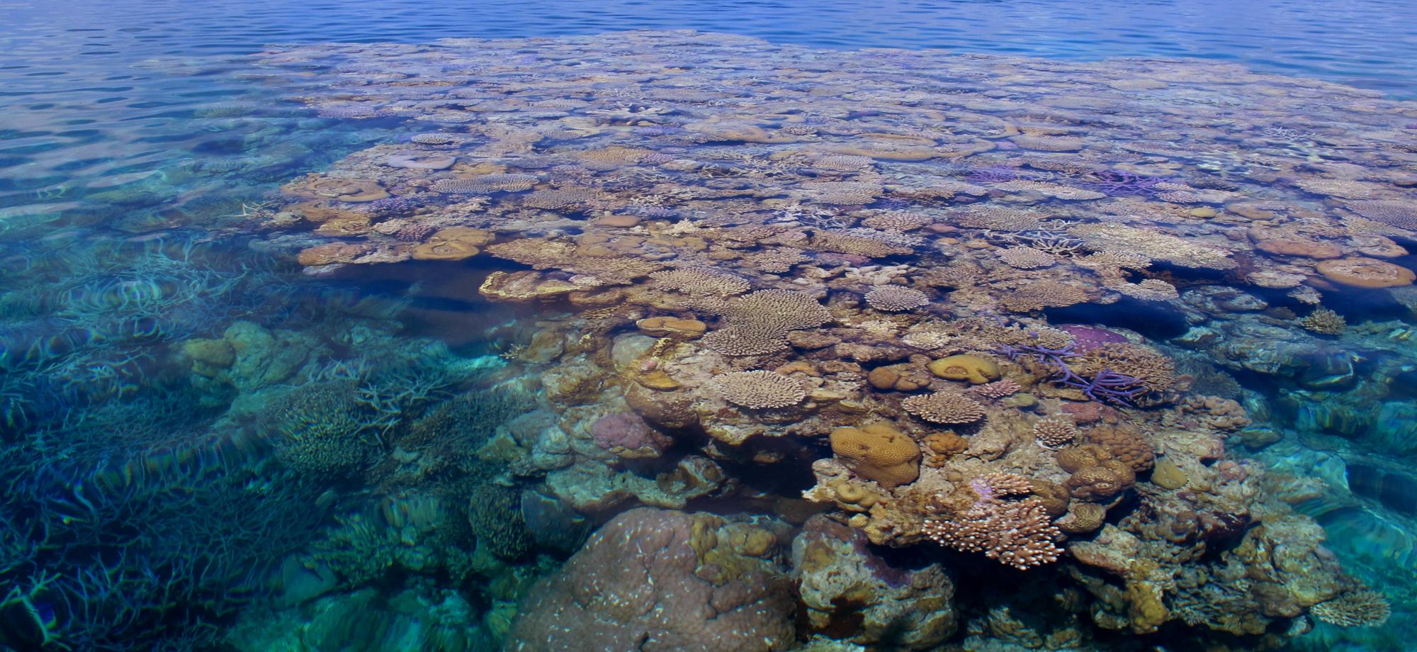 a big coral bommie sits just below the surface on a very calm day