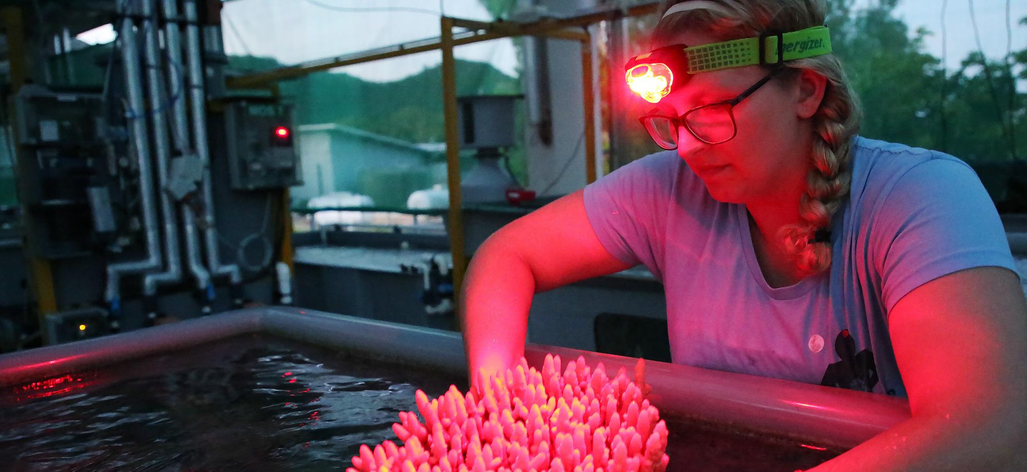 scientist hold coral colony above tank with red torch lighting up the scene