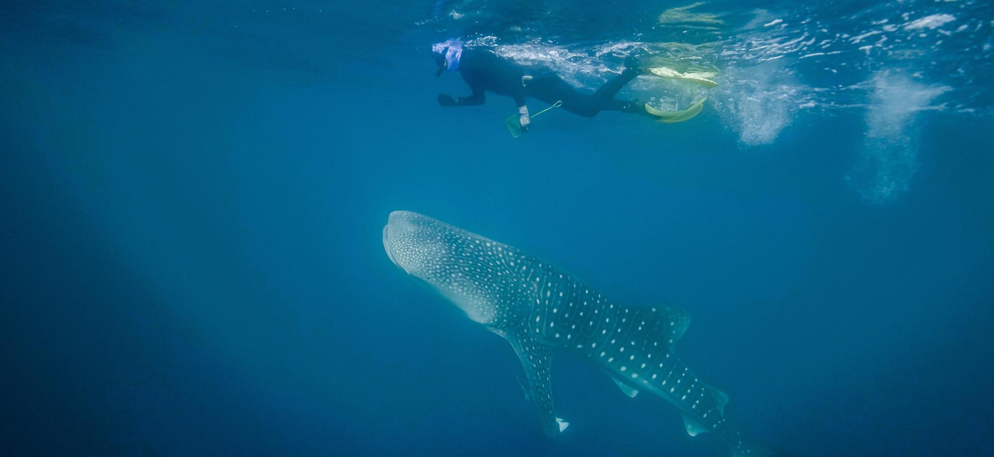 snorkeler swims with a whale shark