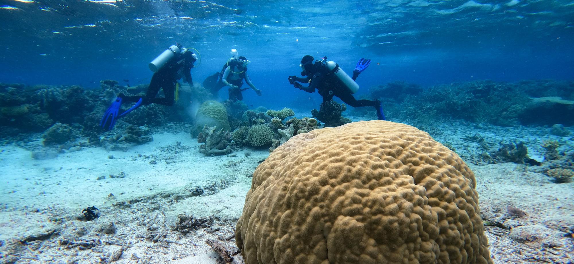 divers around large round coral bommie