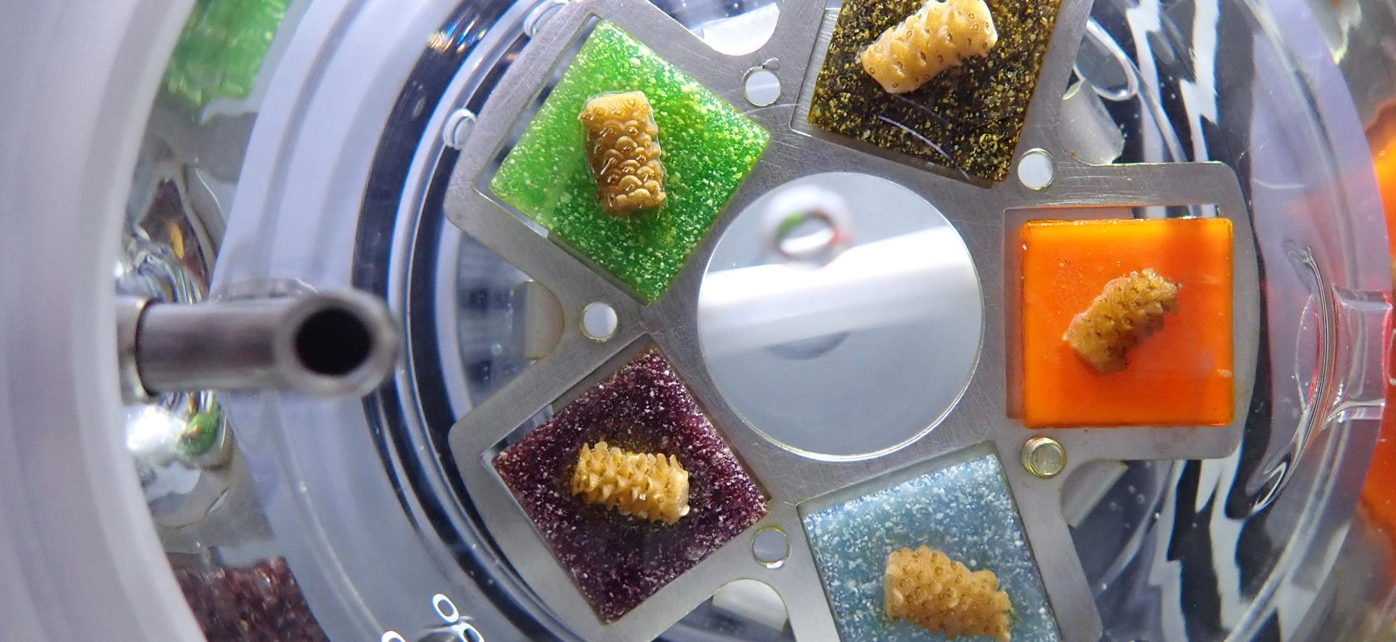 small coral fragments in a glass beaker on coloured squares