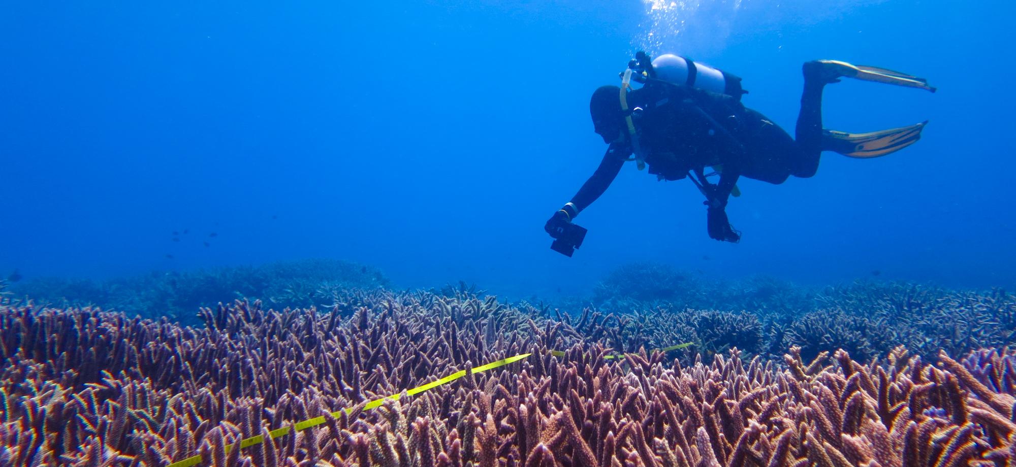 A diver over a reef with a camera and a yellow measuring tape