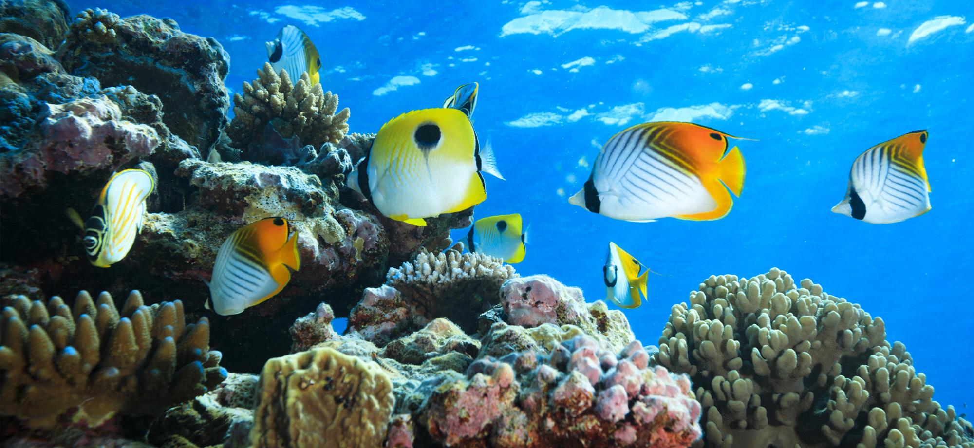 white yellow and black butterfly fish swim over a coral reef