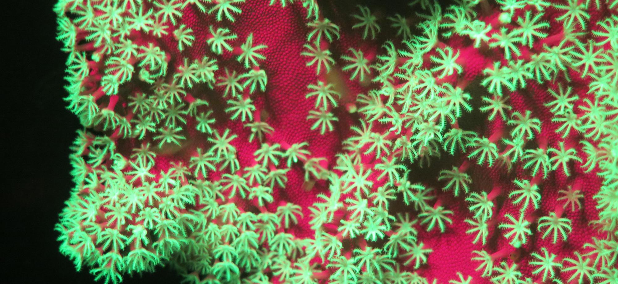 A close up on coral polyps, glowing green and red under fluorescent lights