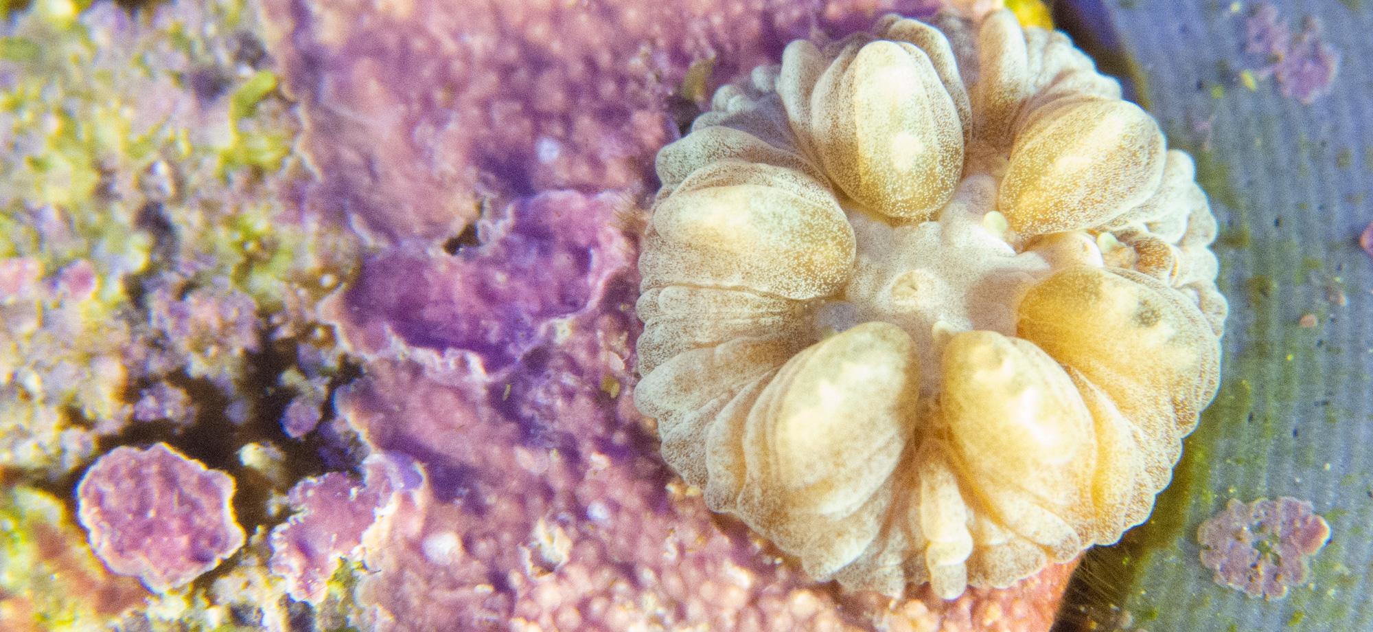 a small coral polyp sits on the edge of a pink encrusted circle