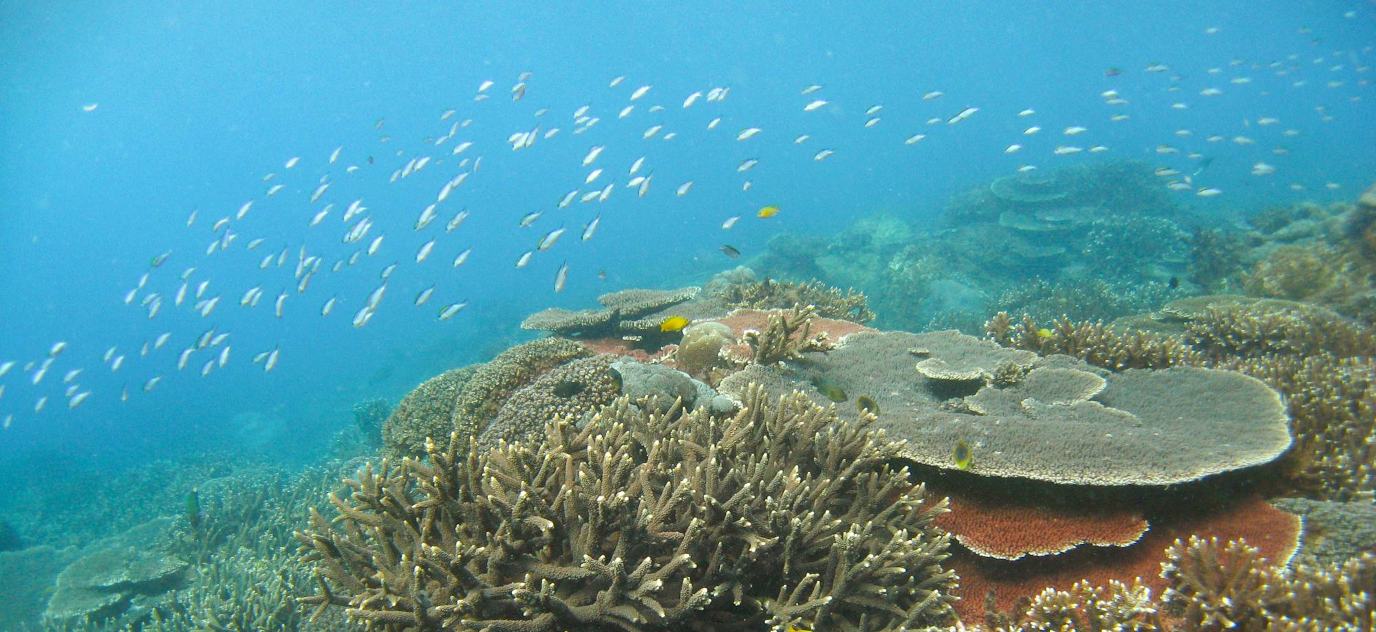 a pretty reef, healthy