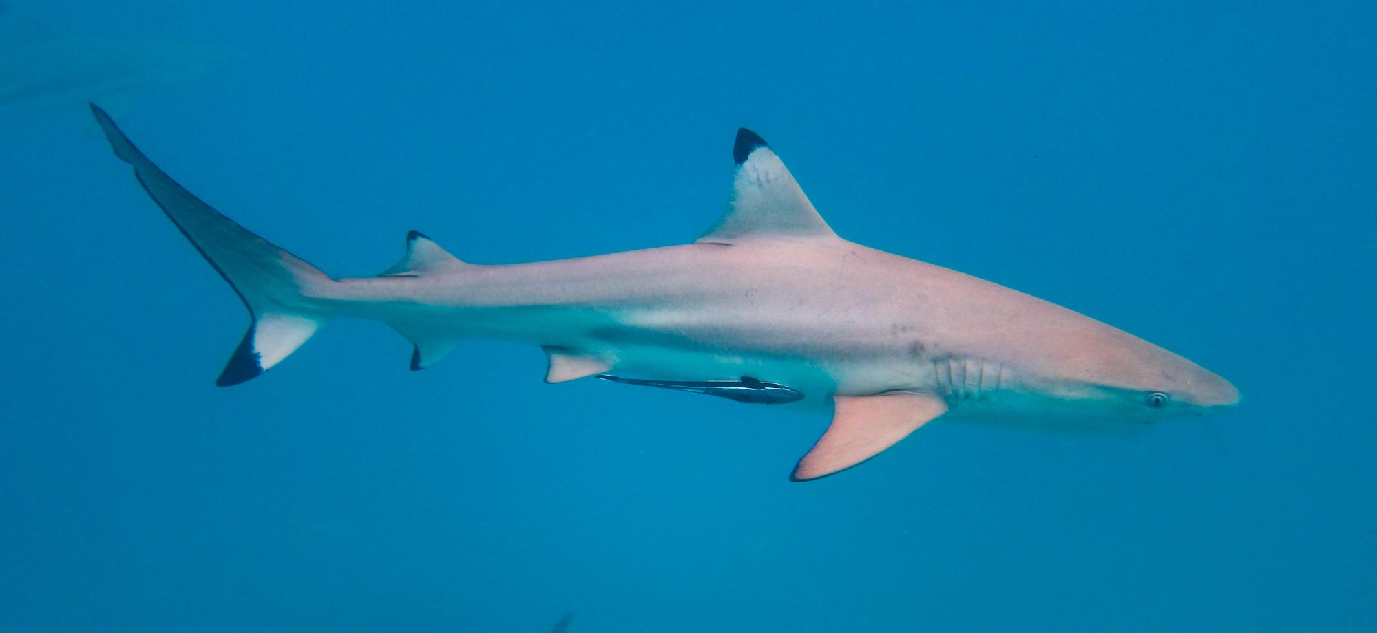 black tipped reef shark swimming to the right against blue water
