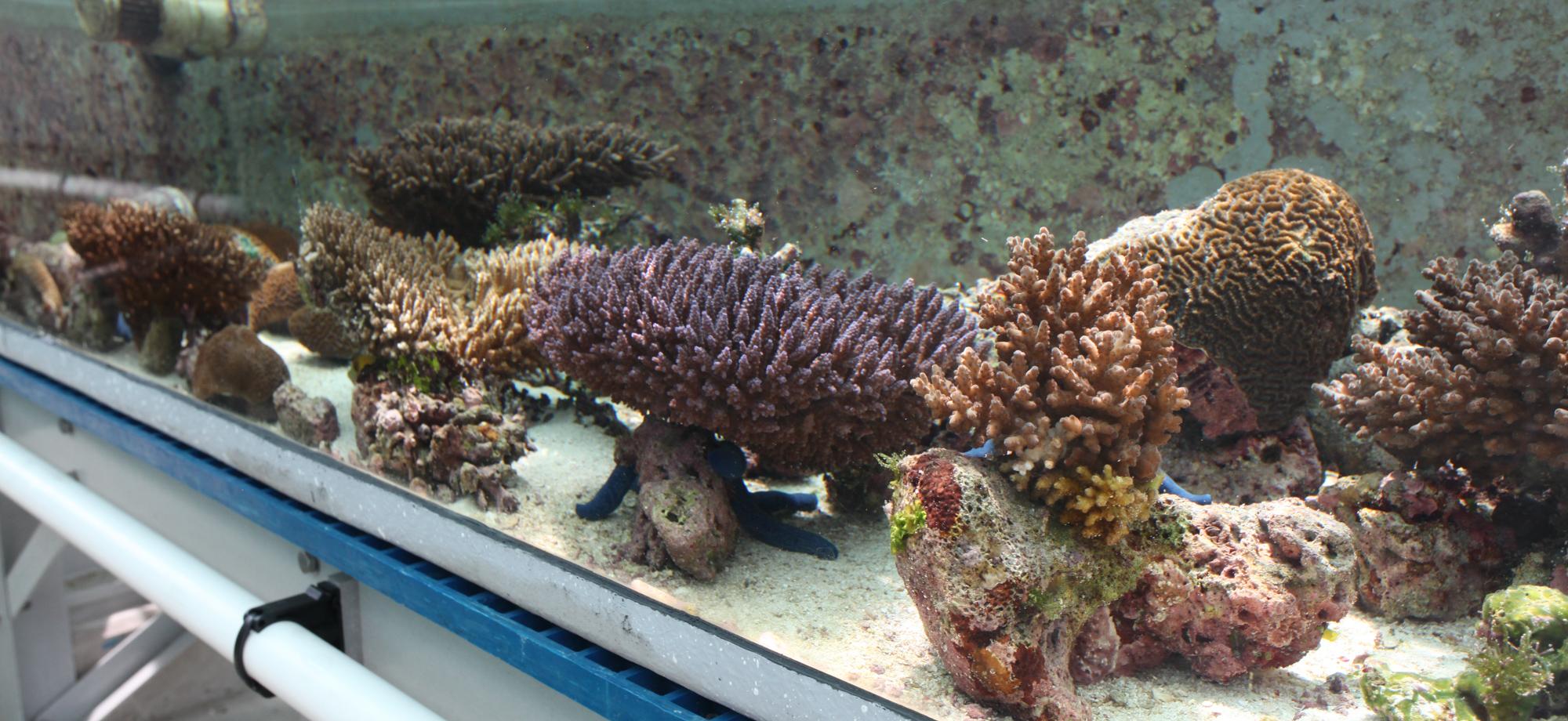 a reef community in a very long tank