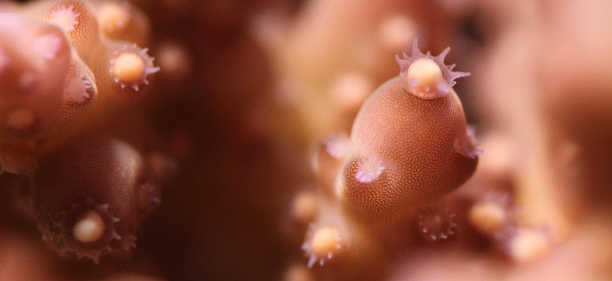 closeup on a few pink coral polyps with bundles being released