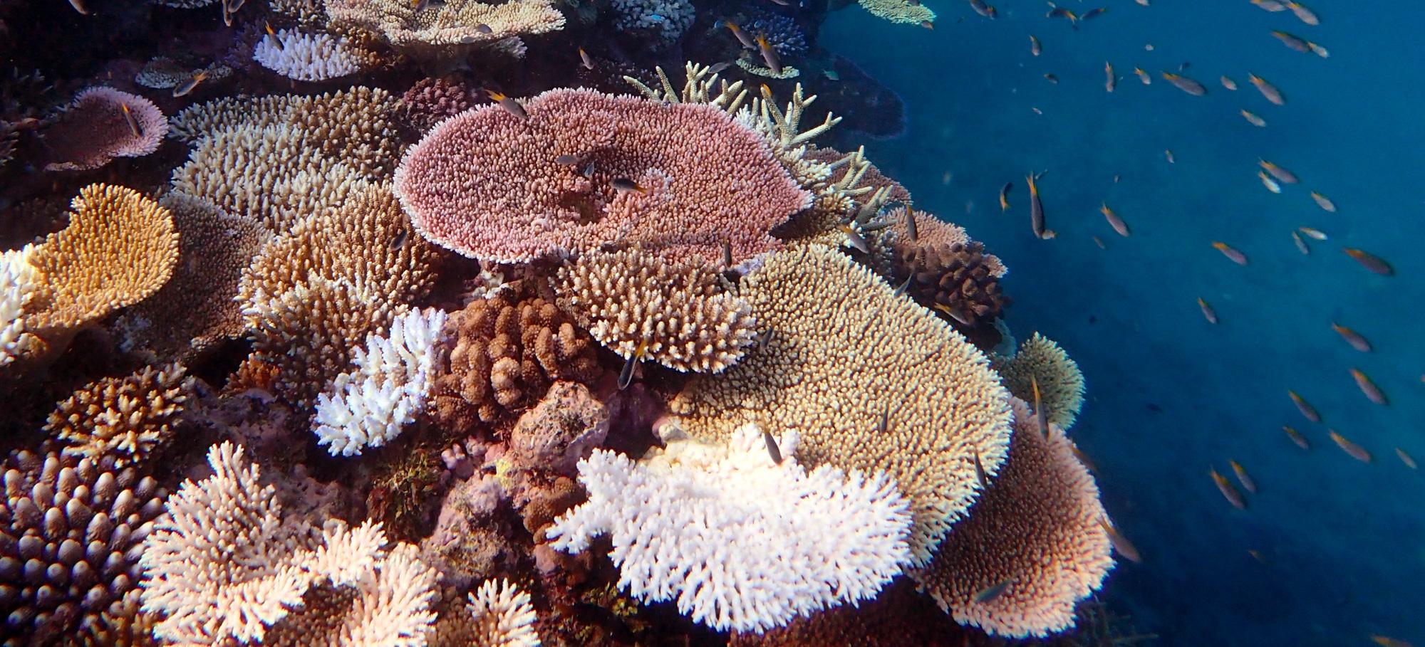 plate coral with a white bleached colony